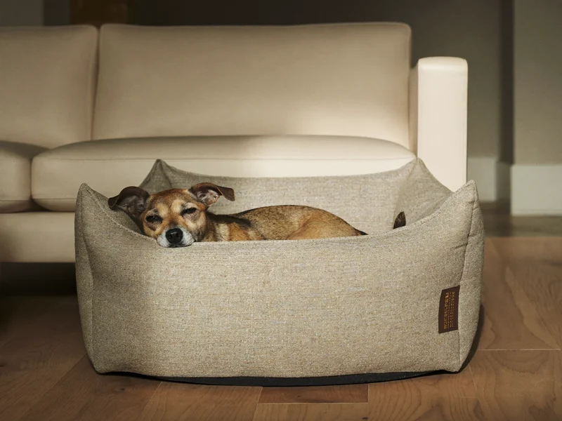 Rundes Tierbett in Haferfarben neben dem Sofa, darin ein kleiner Hund.